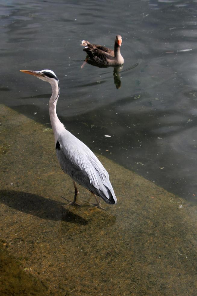 A view of a Grey Heron in the water in London photo