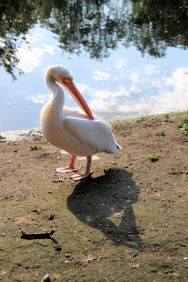 A view of a Pelican in London photo