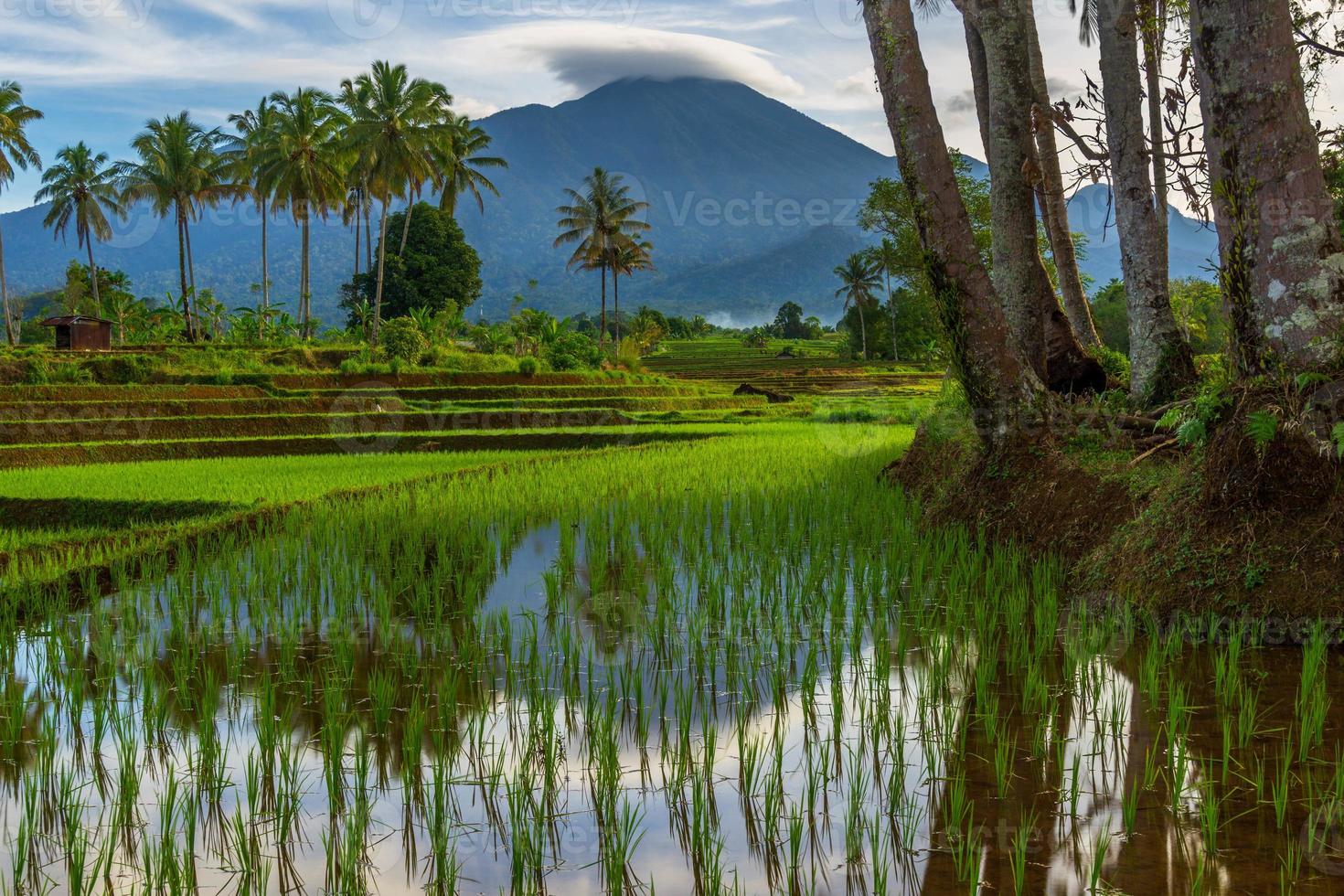 Beautiful morning view indonesia Panorama Landscape paddy fields with beauty color and sky natural light photo