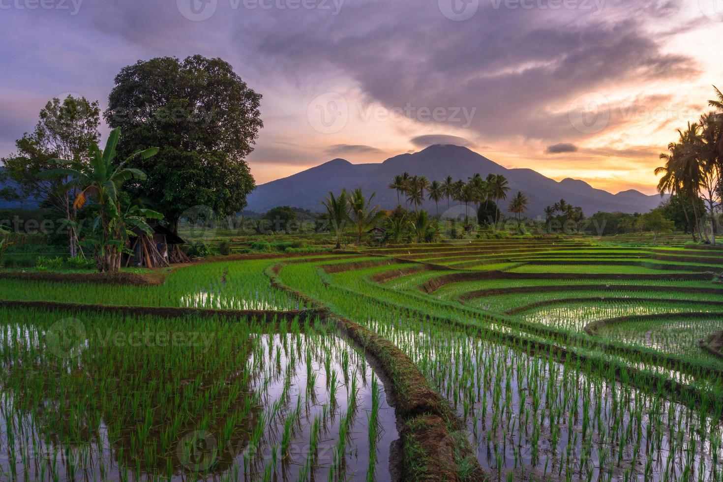 Beautiful morning view indonesia Panorama Landscape paddy fields with beauty color and sky natural light photo