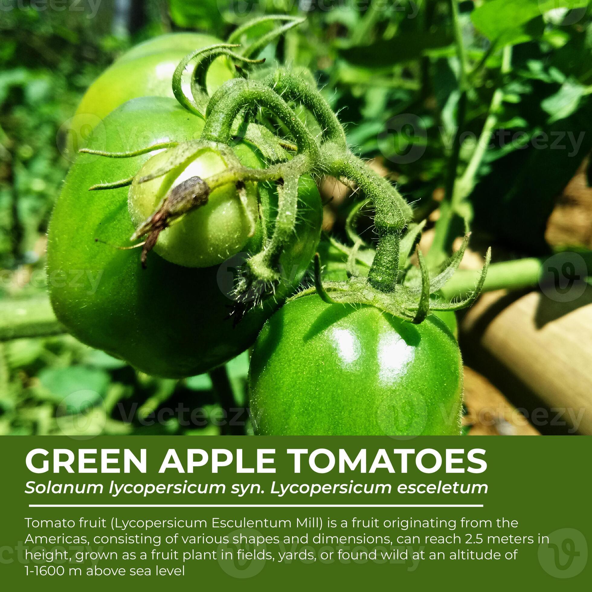 green apple tomato blurb illustration 19895859 Stock Photo at Vecteezy