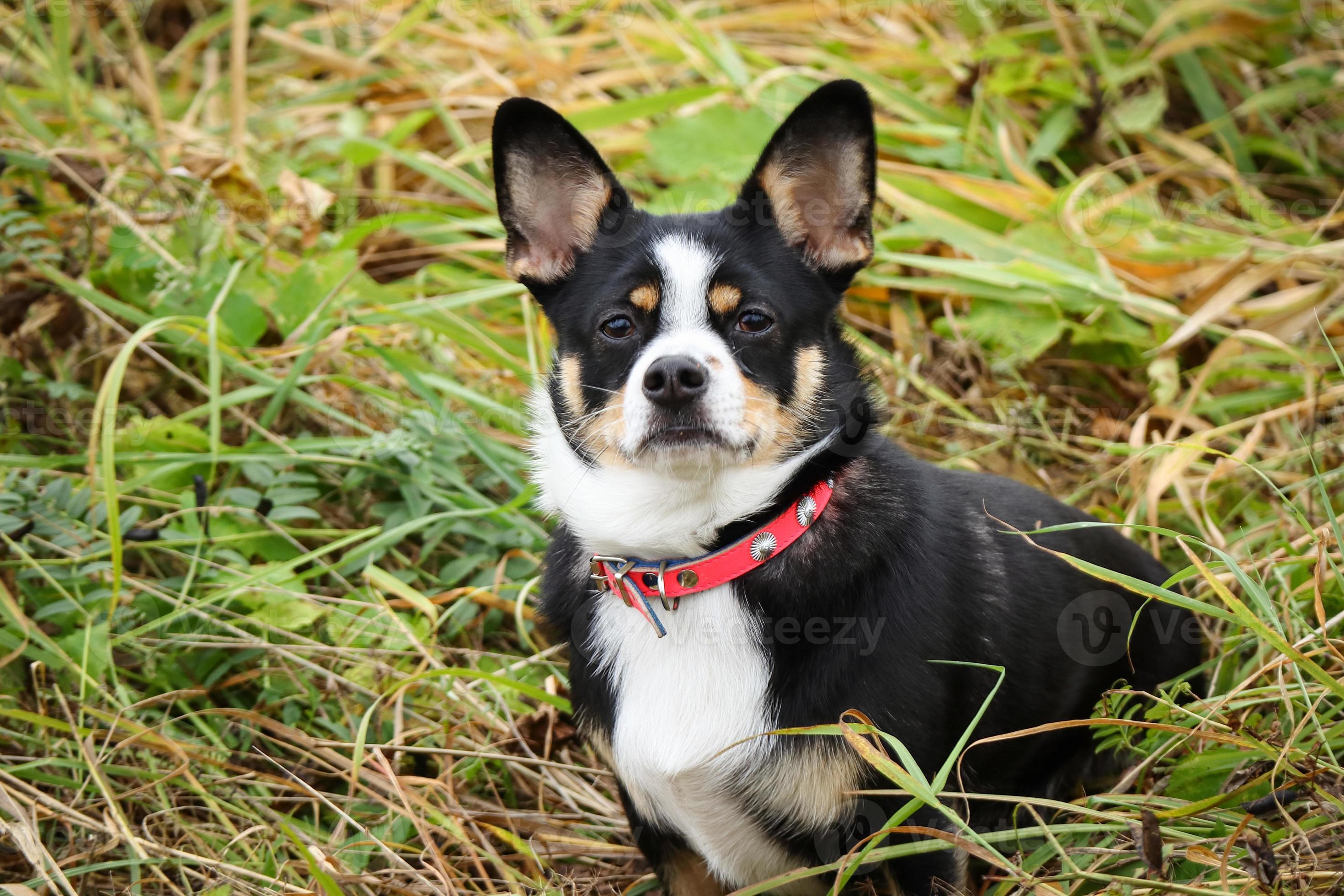 Black tan sales and white chihuahua