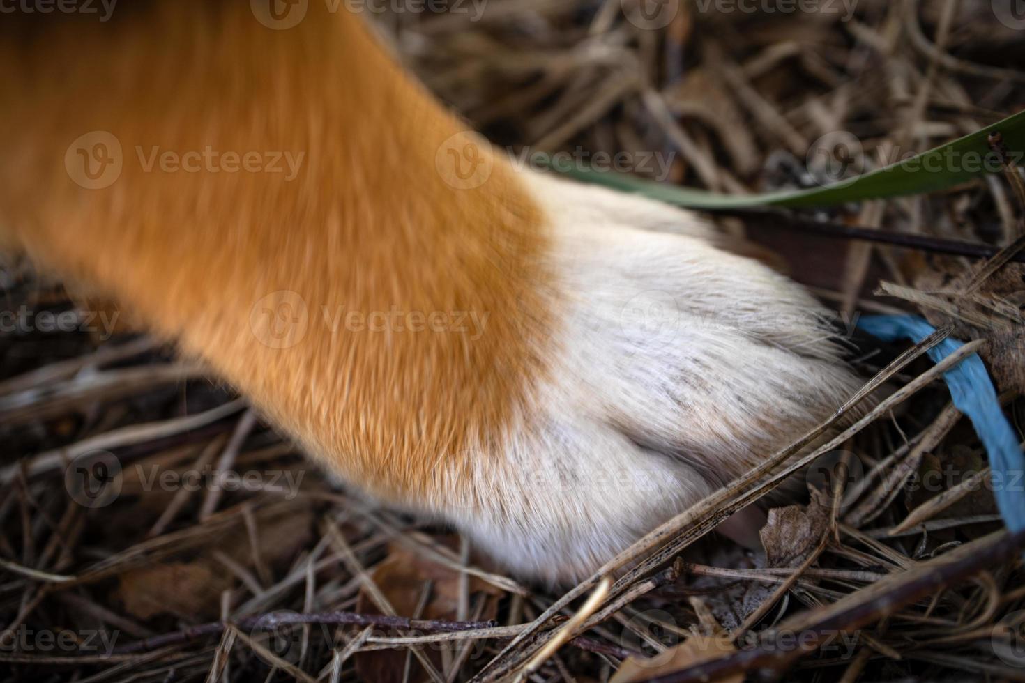 Brown and white little dog paw on brown forest ground with wet pine needles photo