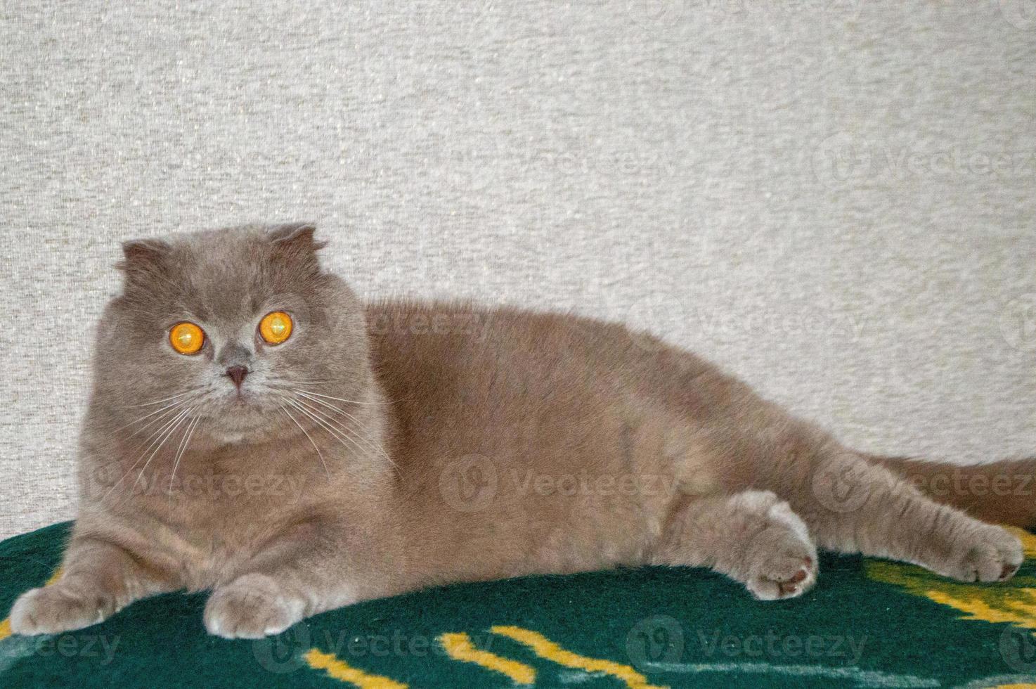 Gray cat with amber eyes photo