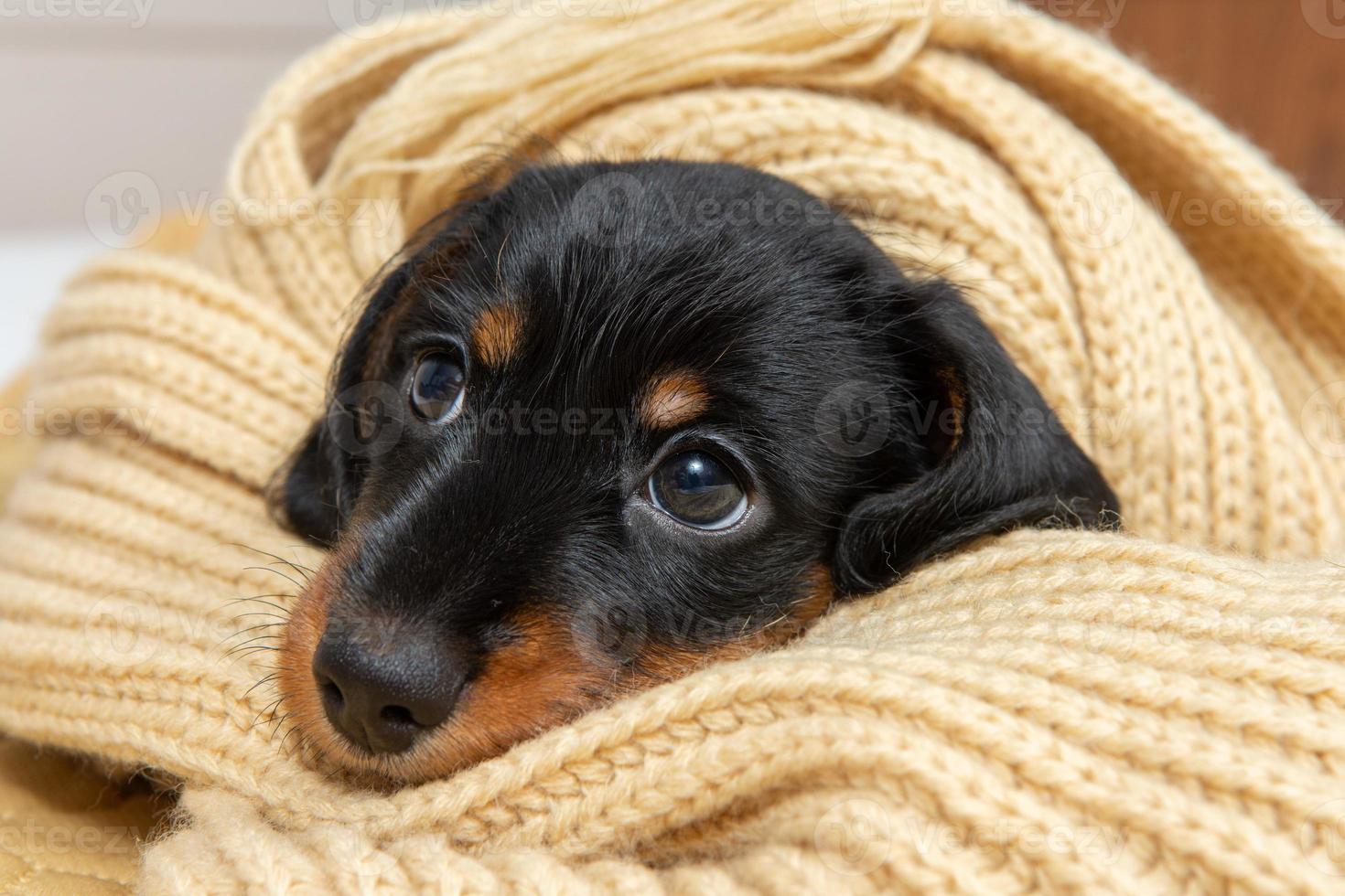 very young puppy of a wire-haired dachshund sleeps on bed under blanket. photo