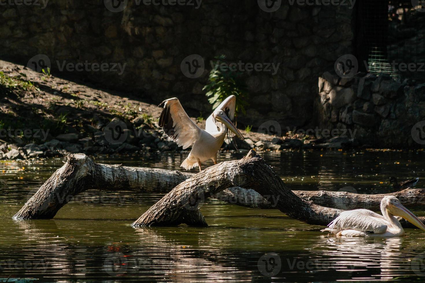 Pelican sits on a log and is heated in the sun photo