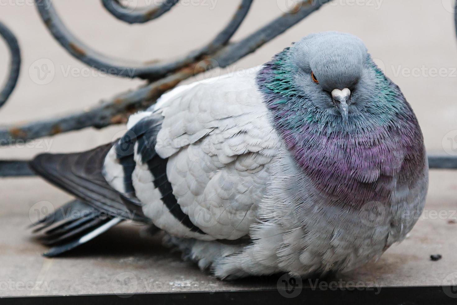 portrait of a beautiful dove photo