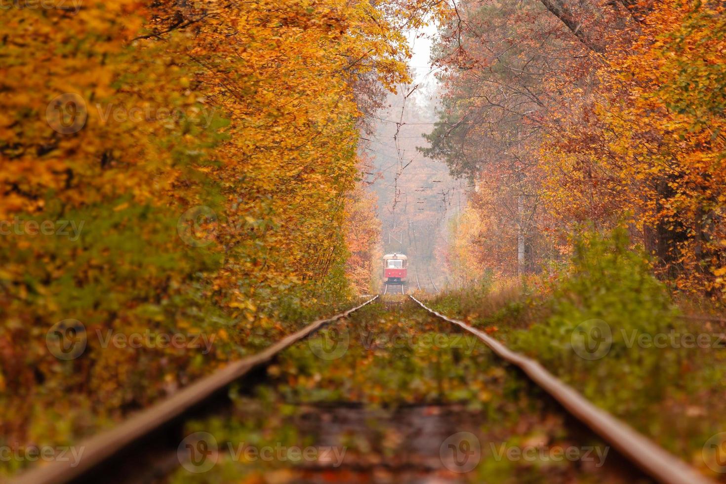 autumn forest among which goes a strange tram photo