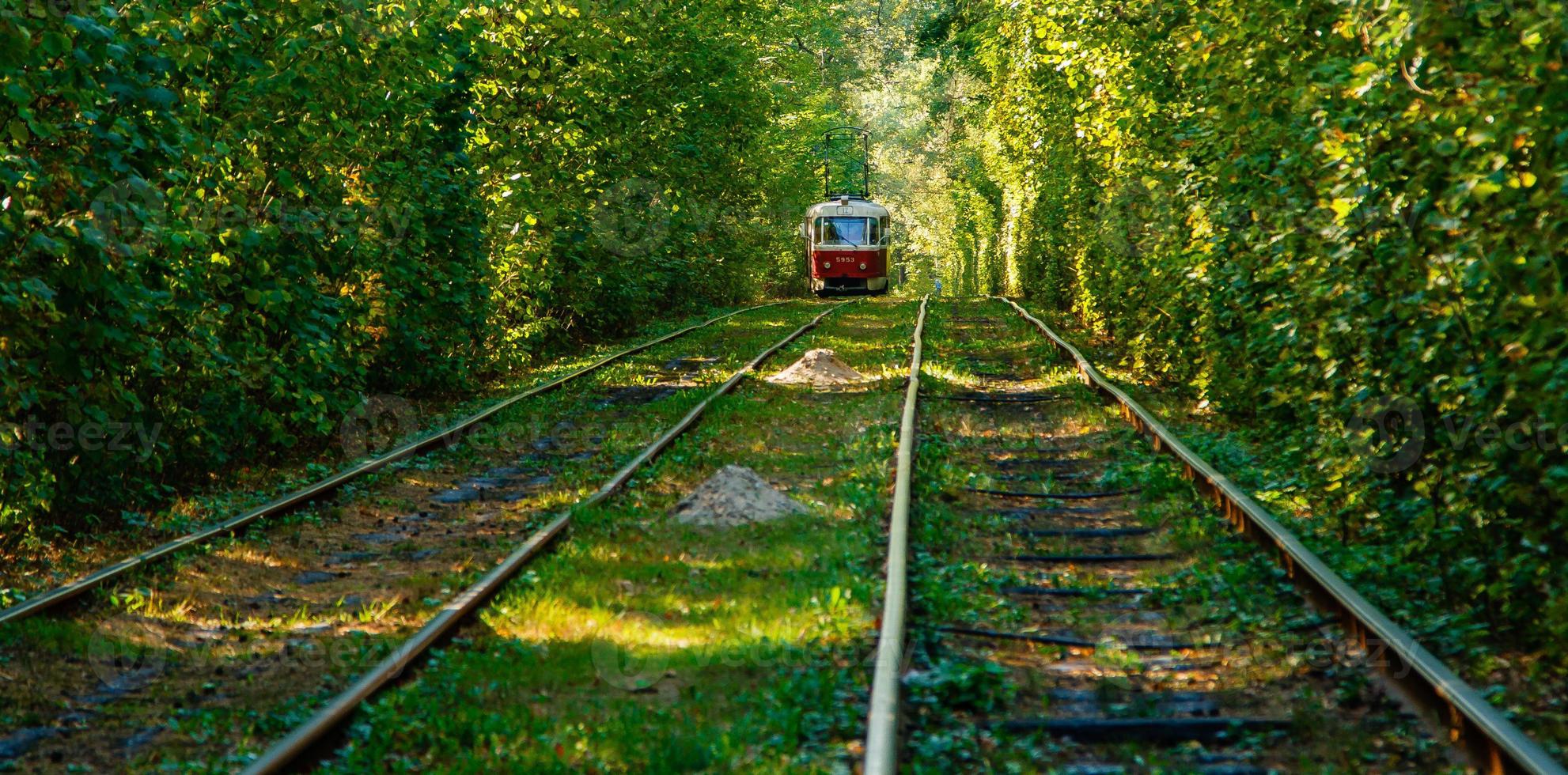 Tram and tram rails in colorful forest photo