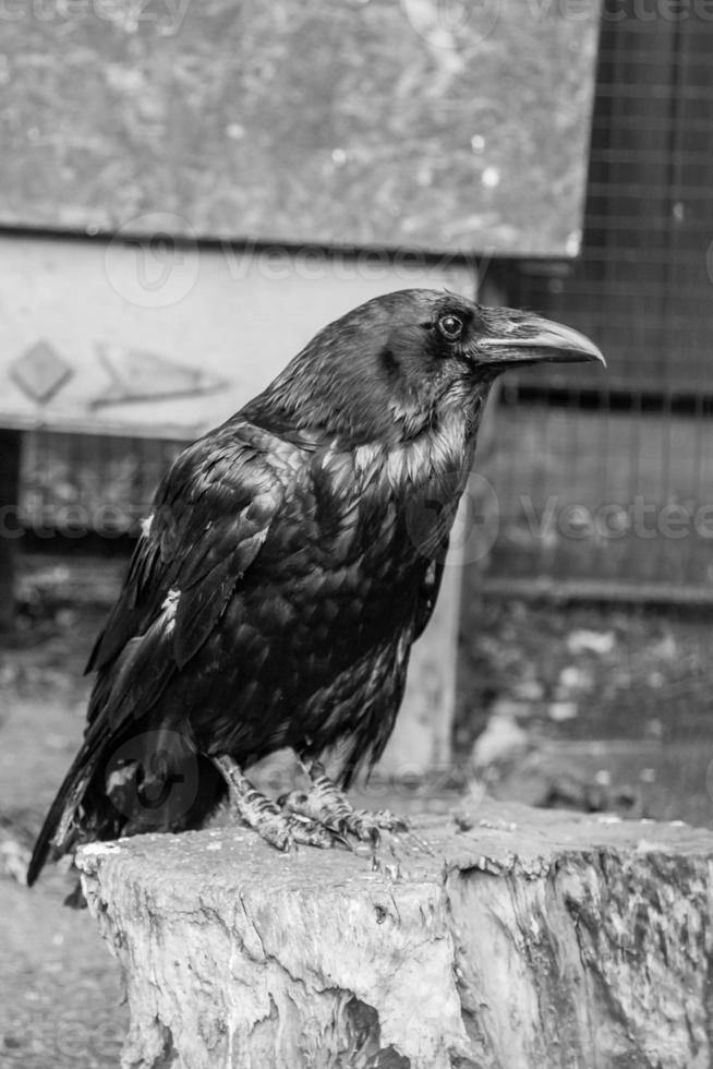 Beautiful black crows sit on a stump photo