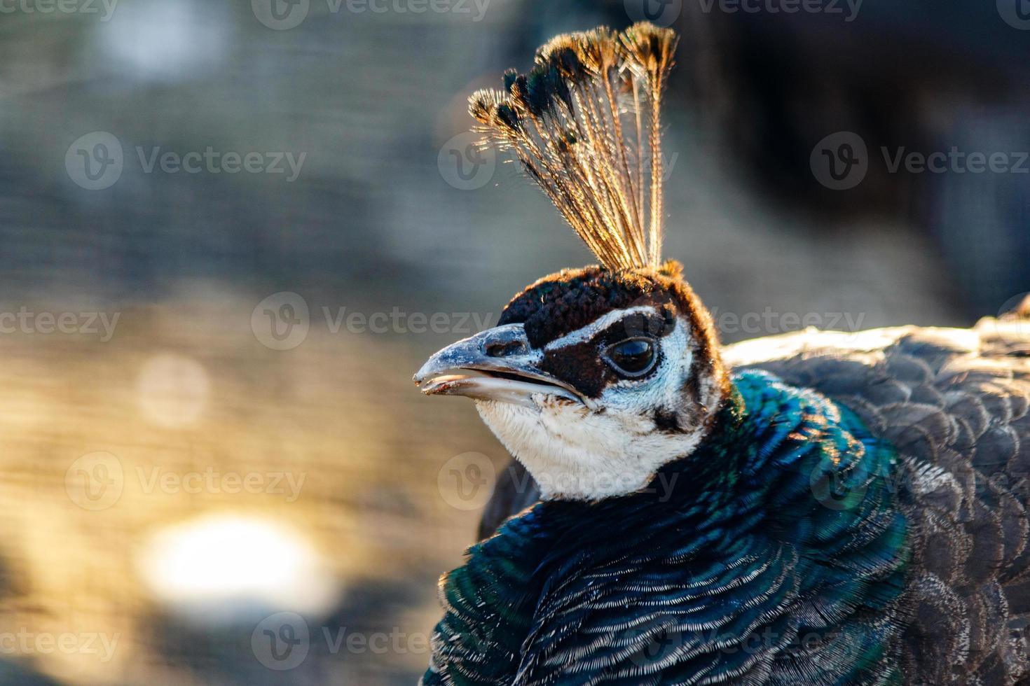 beautiful peacock head with a tuft photo