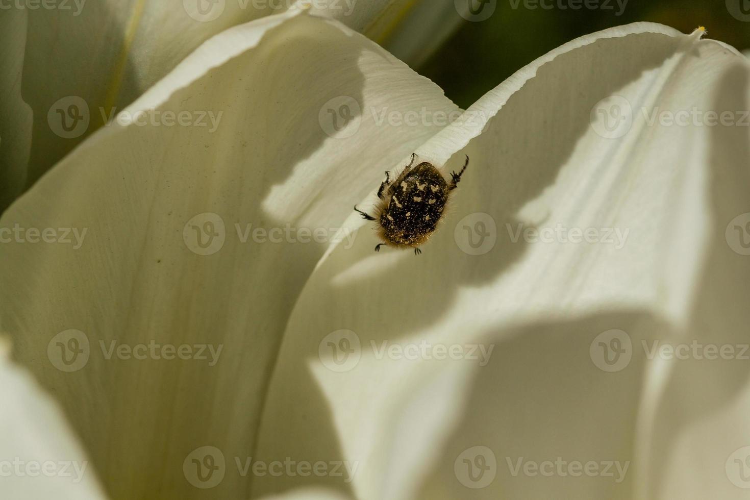 White tulips with an insect on a petal photo