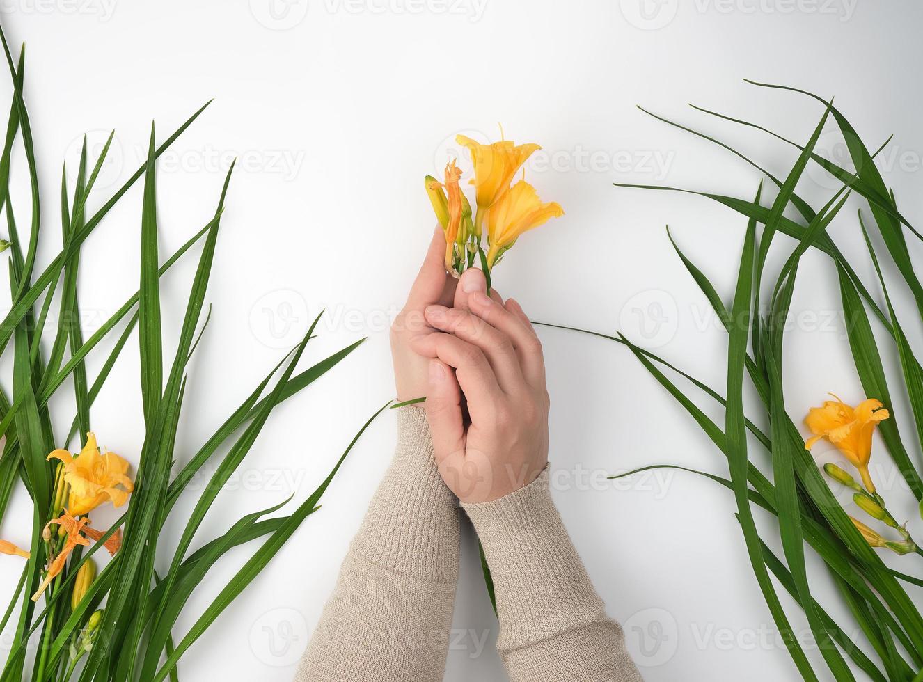 female hands and yellow  blooming lilies photo