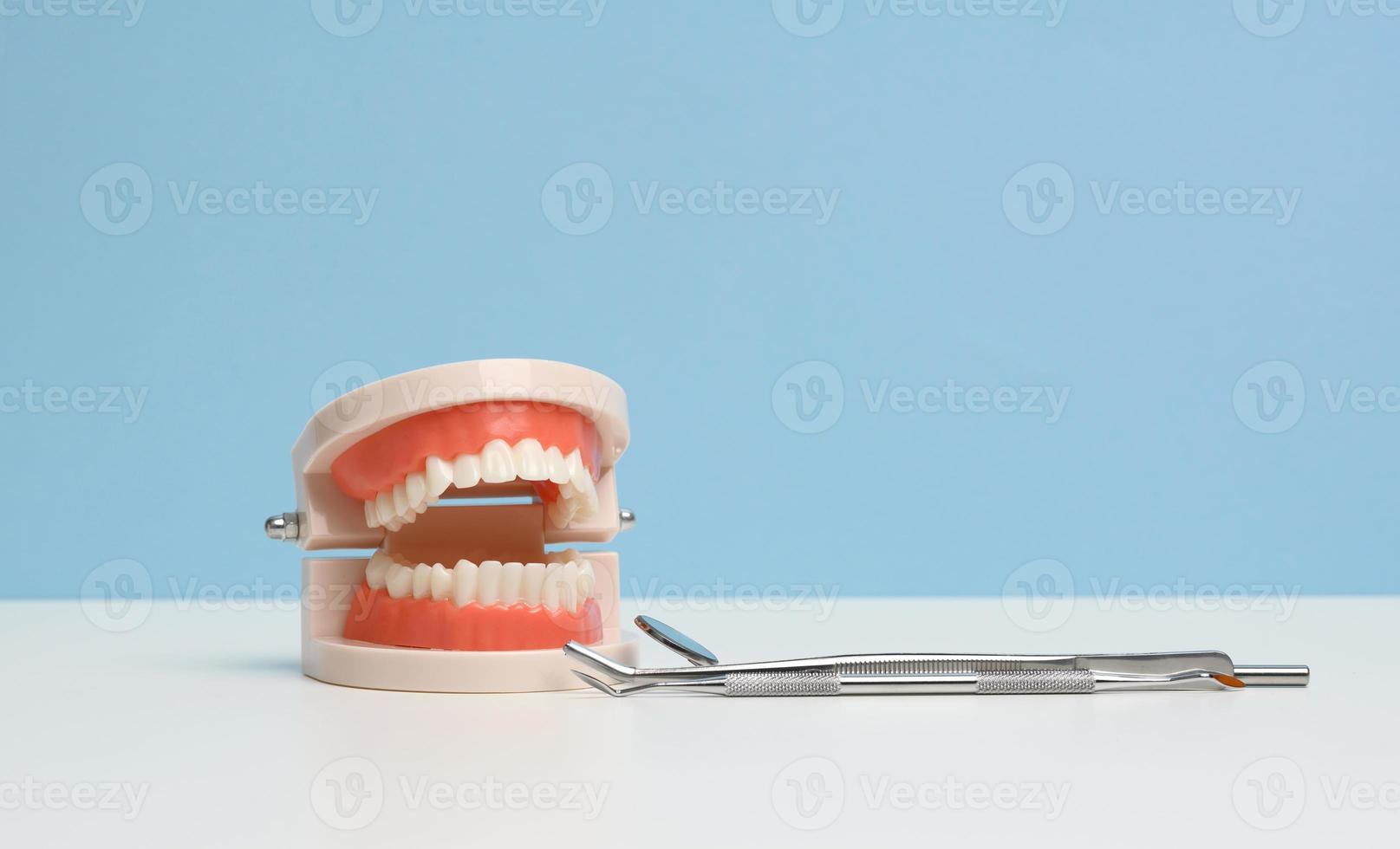 plastic model of human jaw with white even teeth and a medical examination mirror on a white table photo