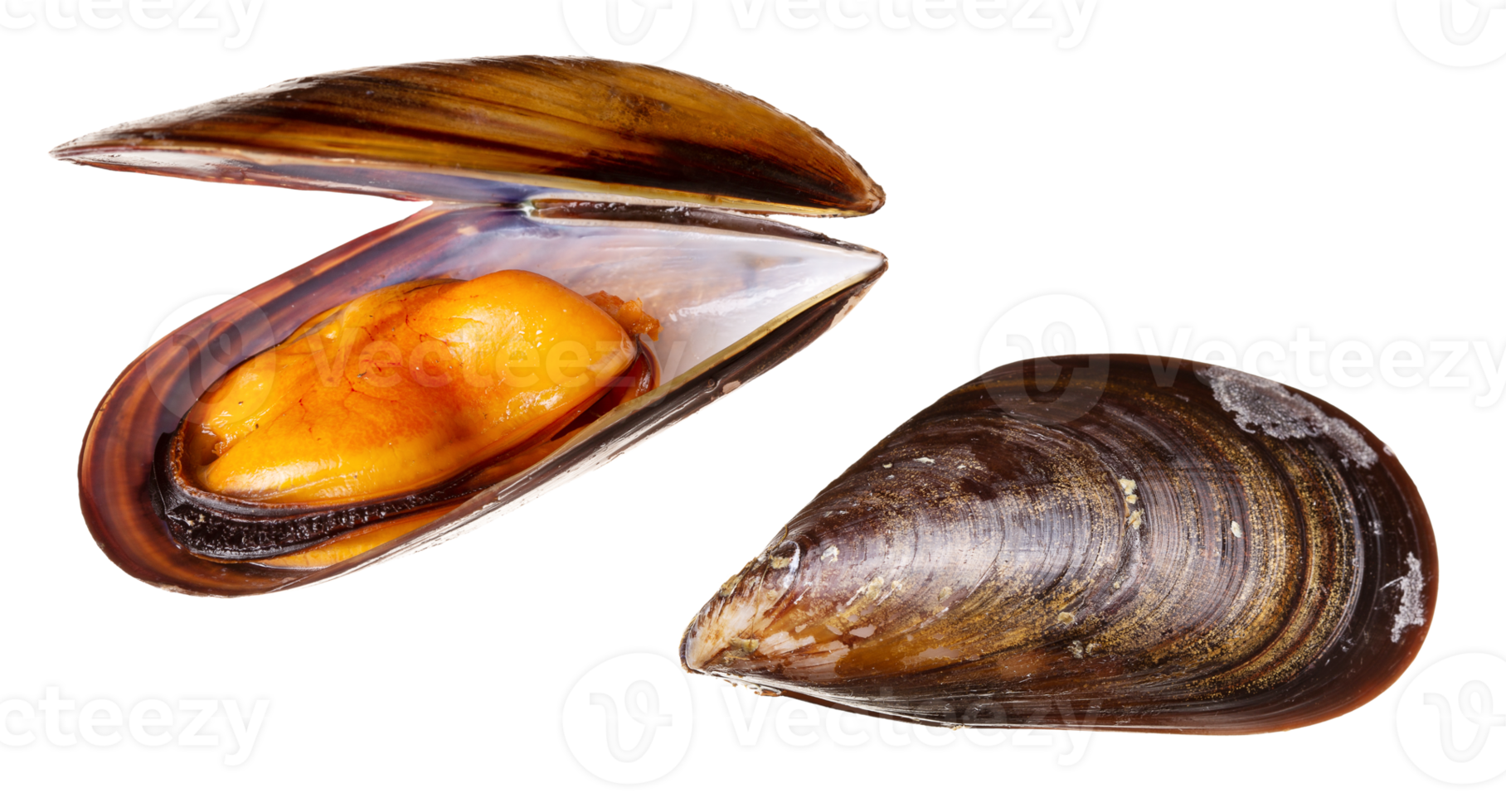 Fresh and cooked mussel isolated on transparent background png