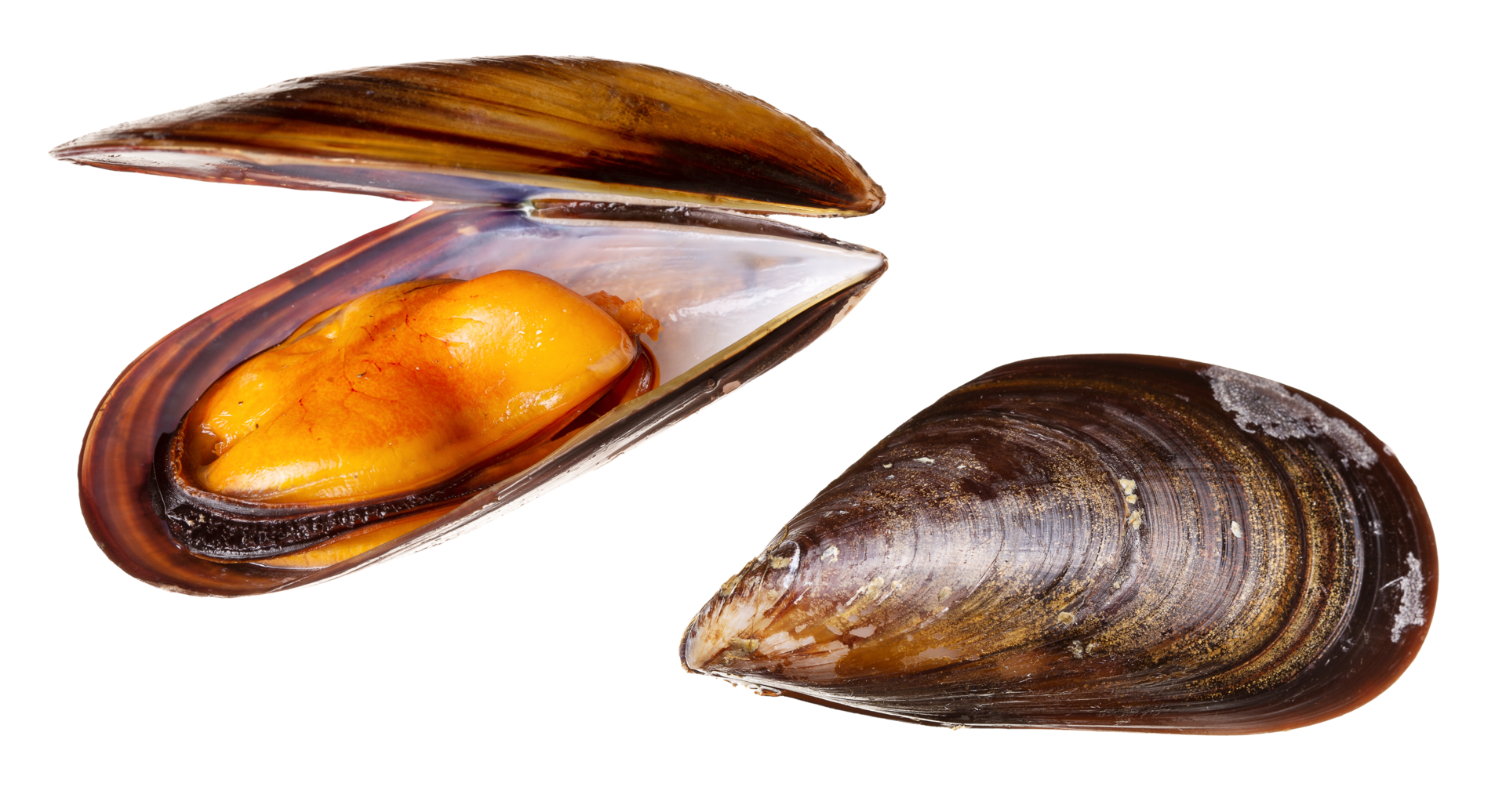 Free Fresh and cooked mussel isolated on transparent background