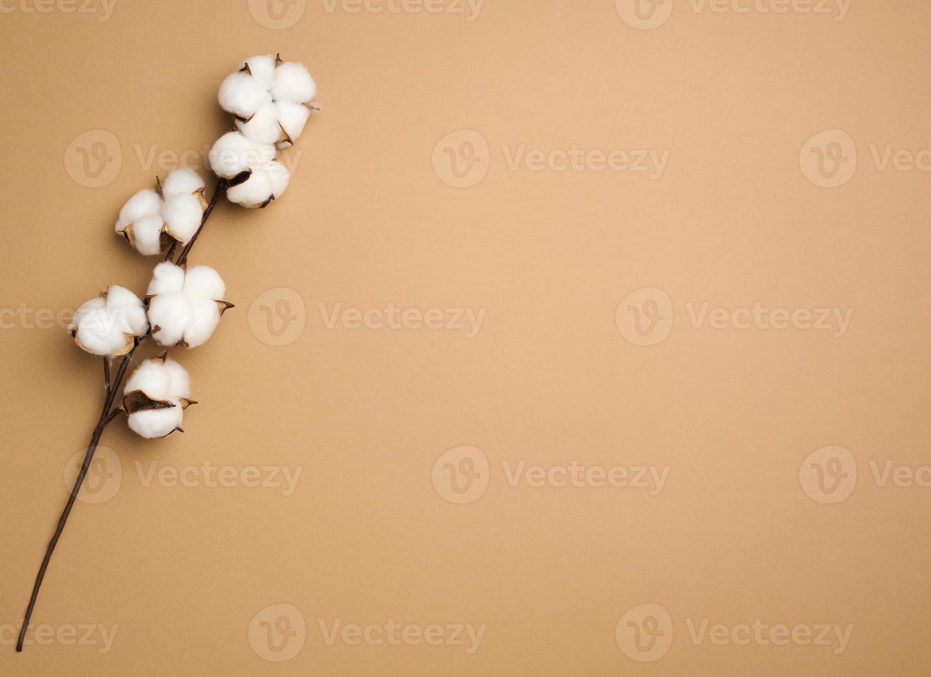 Cotton flower on pastel brown paper background, overhead. Minimalism flat lay composition, copy space photo