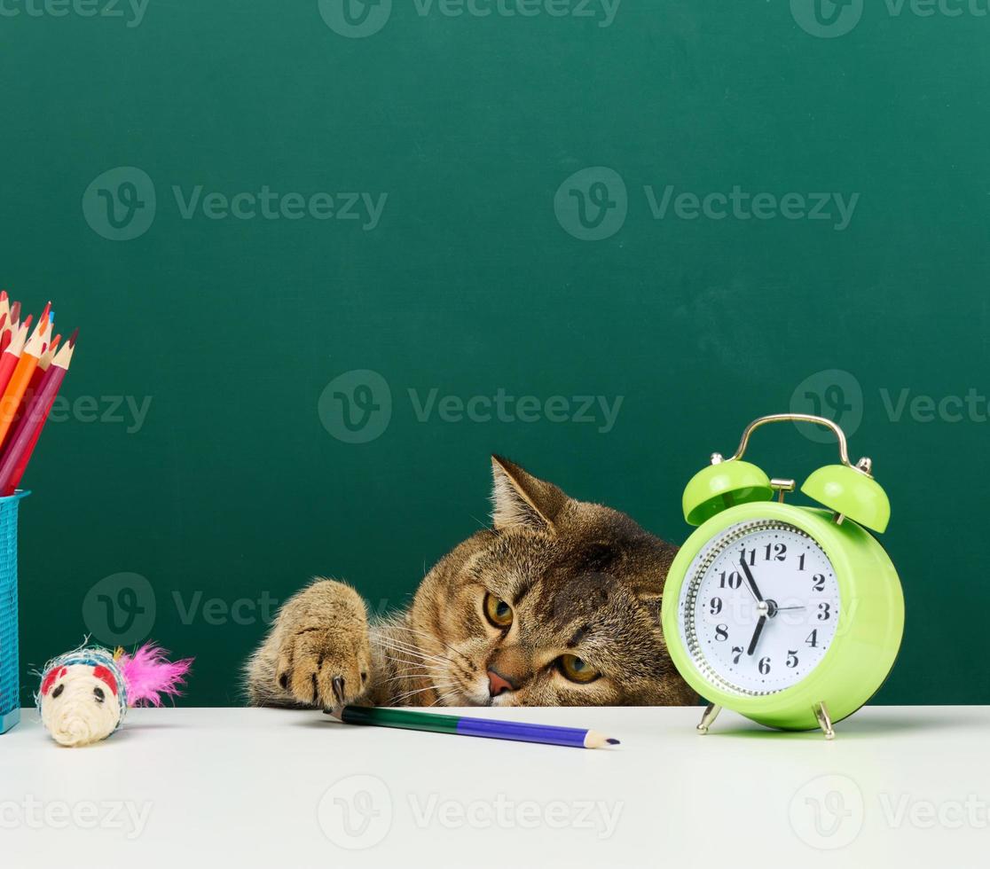 el gato gris escocés recto adulto se sienta en el fondo de una junta escolar verde. De vuelta a la escuela foto