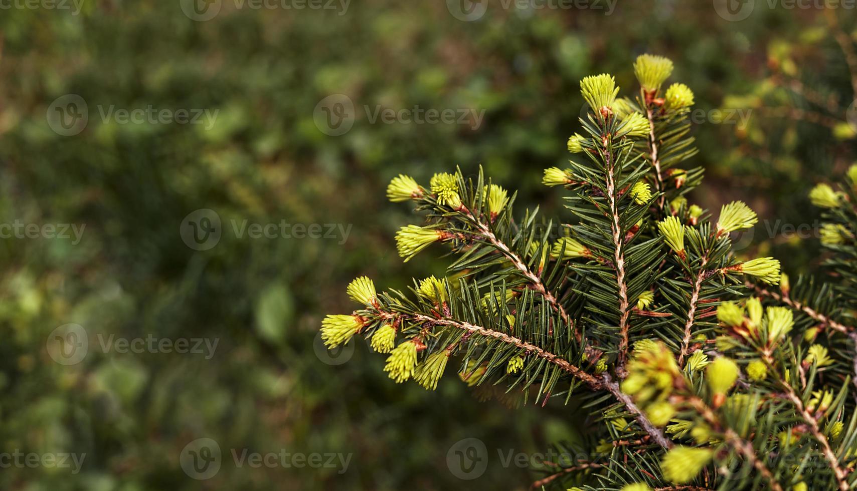 plant green background with branches of a coniferous tree with young spring bunches of needles close-up Spruce, larch or cedar copy space Botanical garden and landscape photo