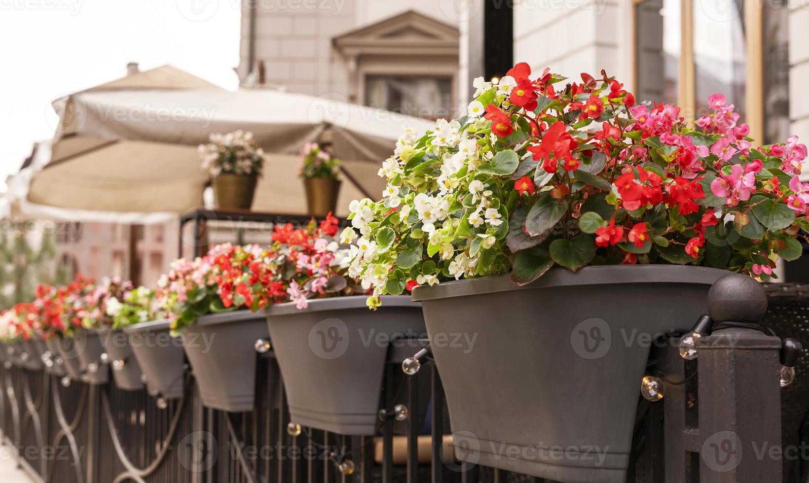 Begonia cucullata pink red and white flowers in outdoor pots landscaping city gardening potted flowering plants greenery concept botanical wax begonia and clubed begonia photo