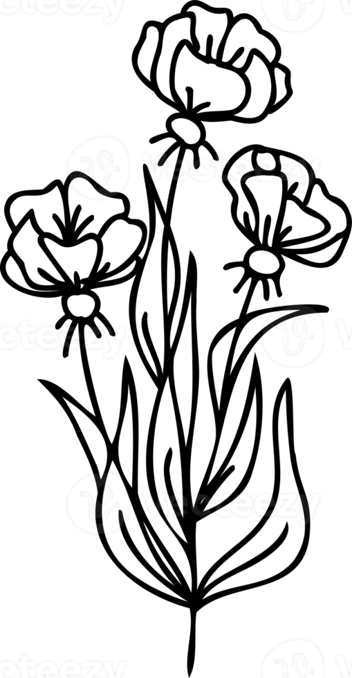 Line art flowers Drawing. Black Sketch of botanical design. PNG with transparent background