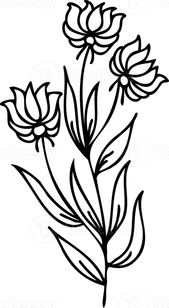 Line art flowers Drawing. Black Sketch of botanical design. PNG with