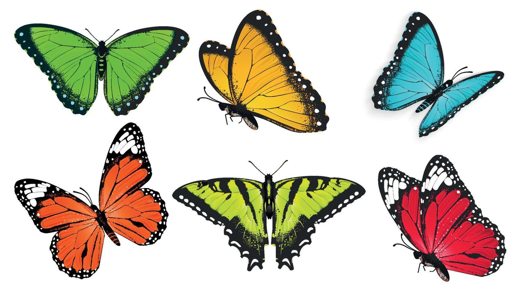 Set of realistic, bright and colorful butterflies, butterfly vector illustration