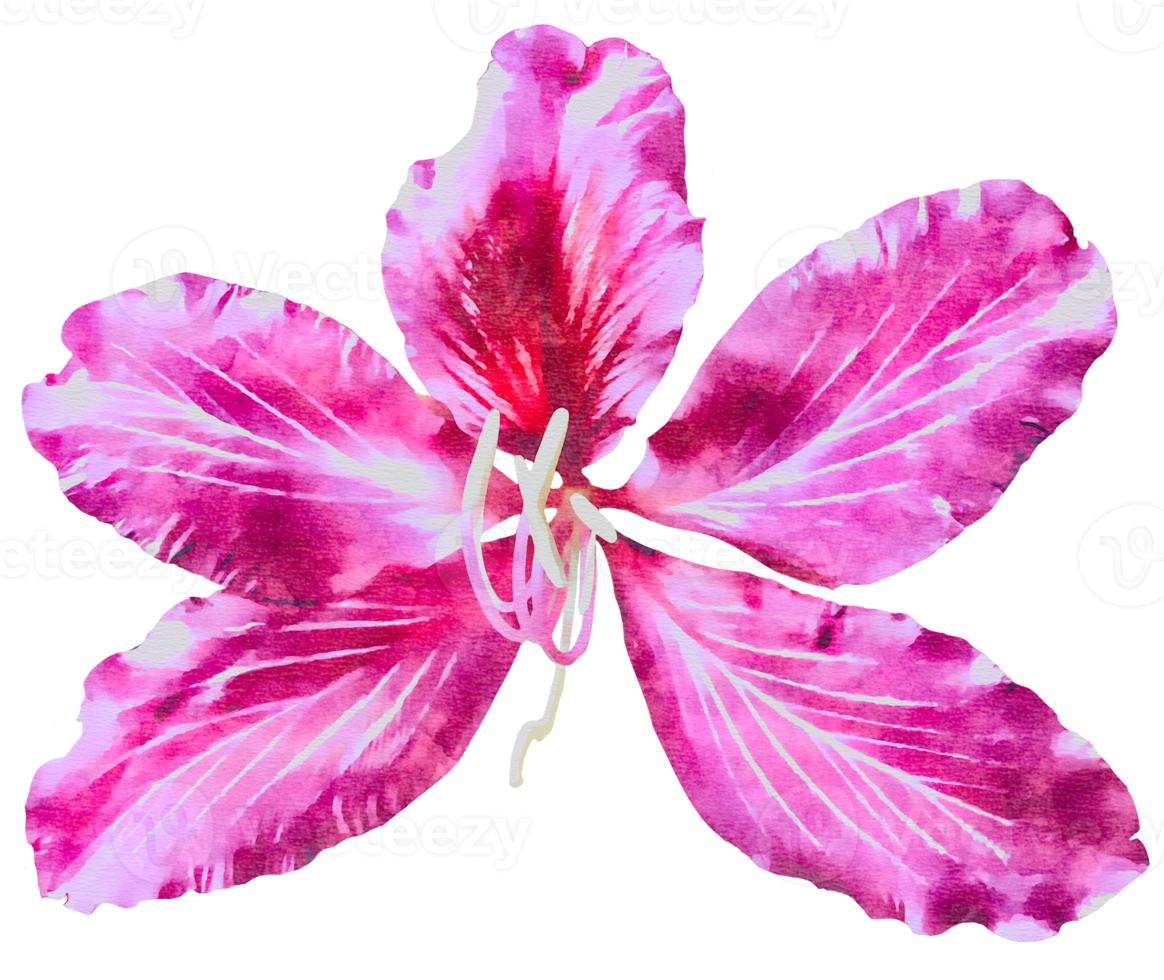 vistoso floreciente flor acuarela ilustración png