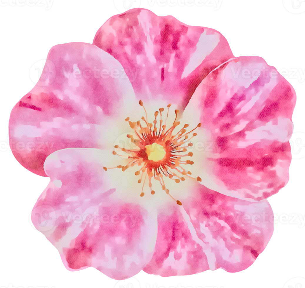 vistoso floreciente flor acuarela ilustración png