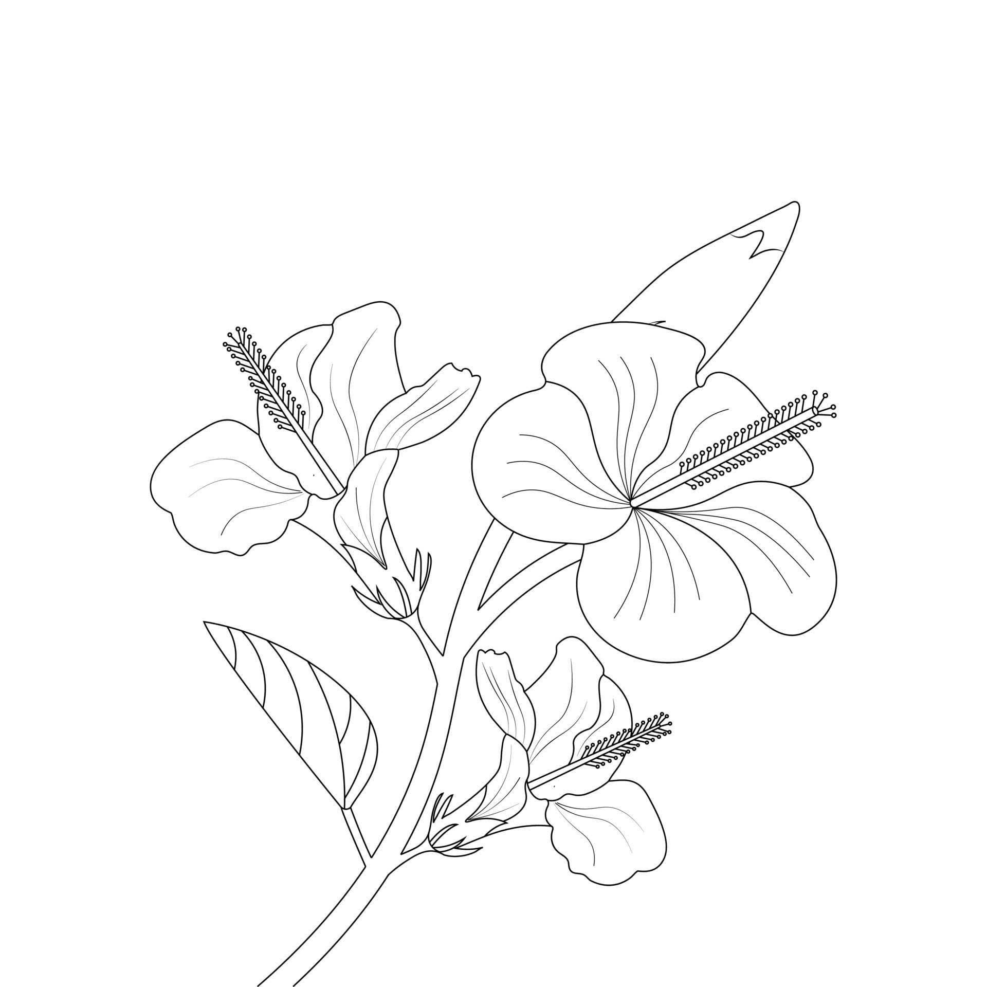 Hibiscus Flowers Drawing Tutorial