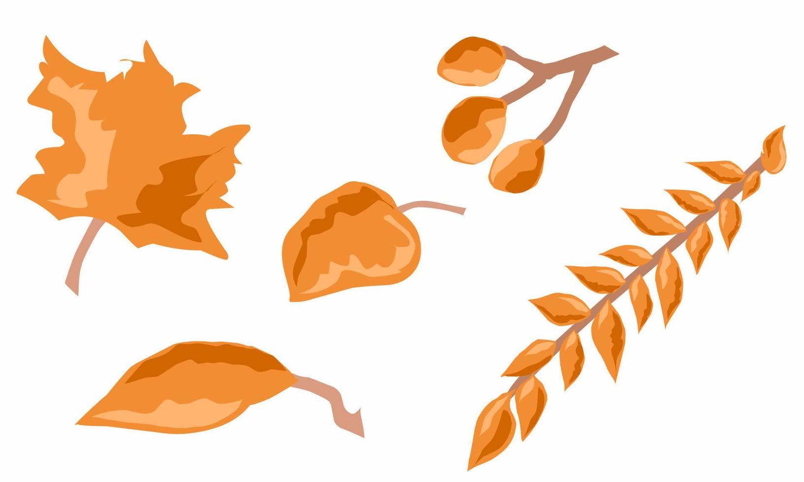 flat lay vector illustration. Beautiful dry leaves in autumn