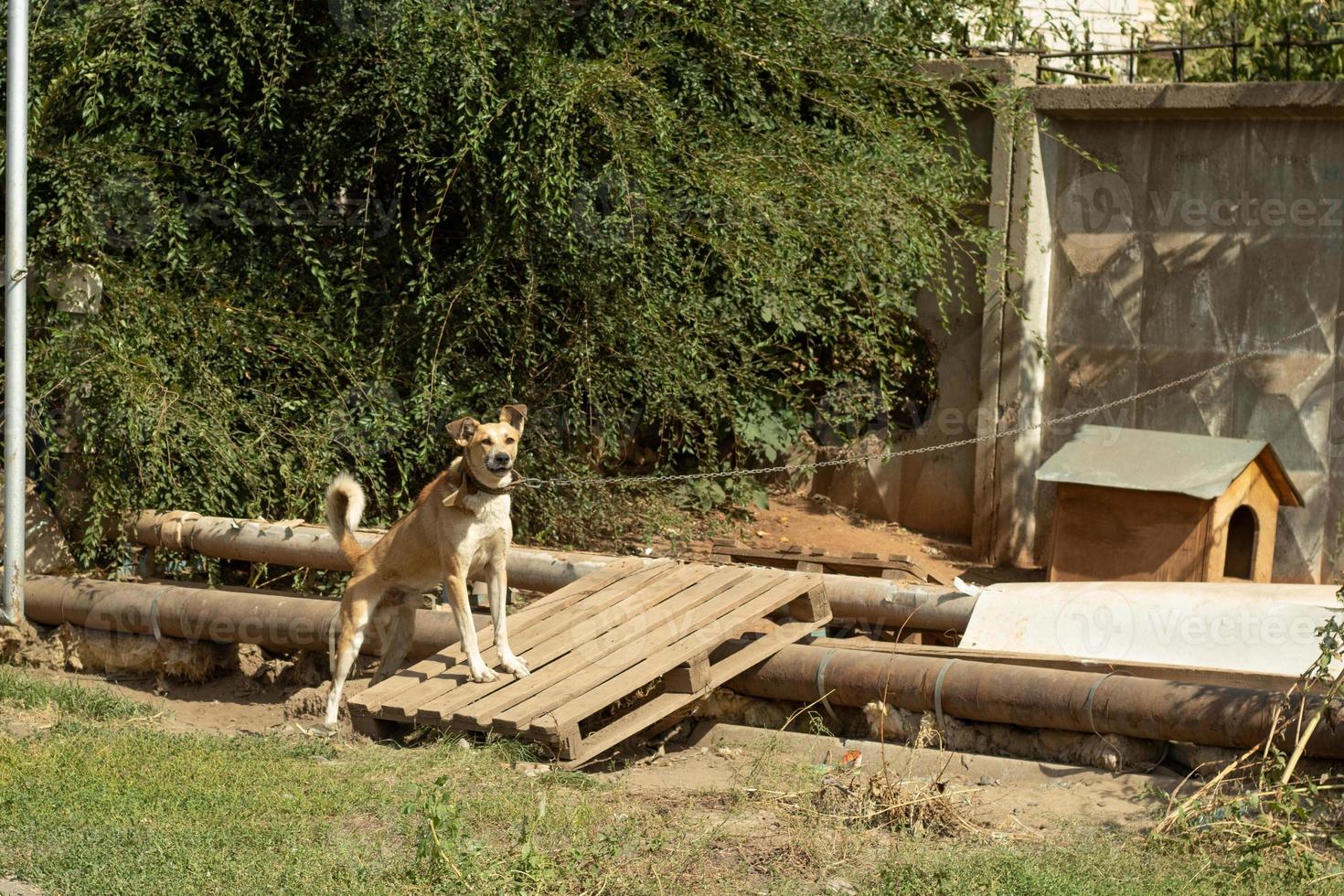 Guard dog on a chain next to his booth guards the site photo