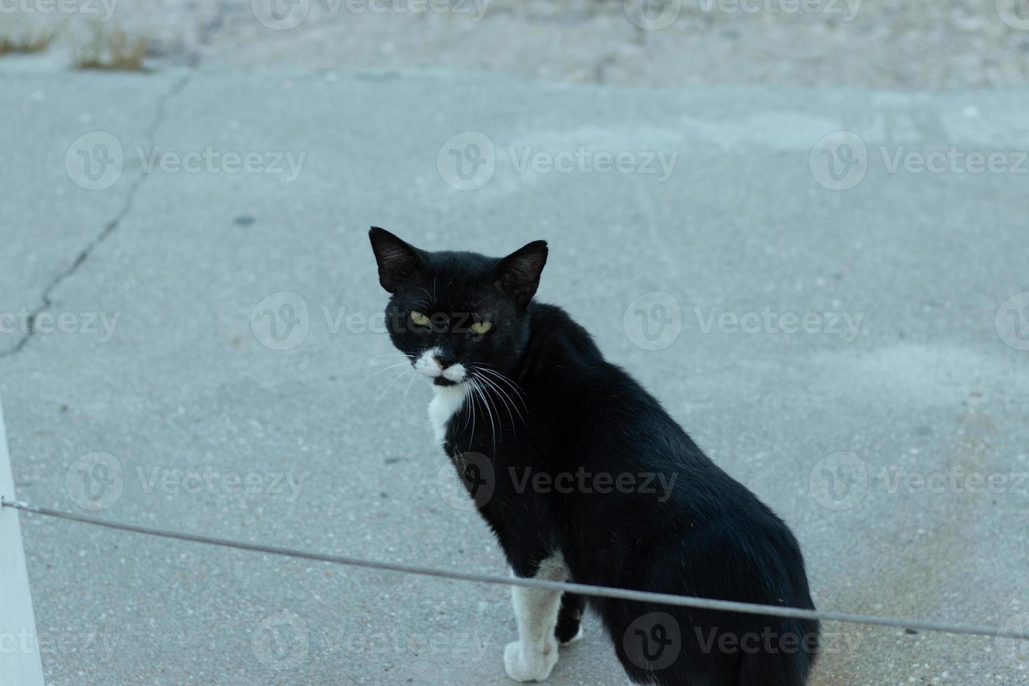 Stray cat on a city street, black and white fur color. Looks into the camera photo