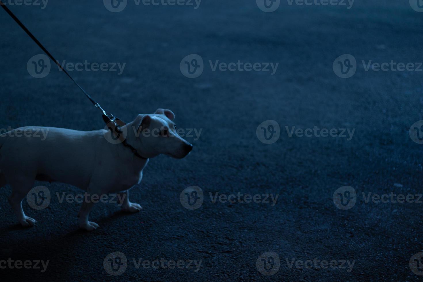 Small white dog on a leash looks to the side. Night street photography. Copy space photo