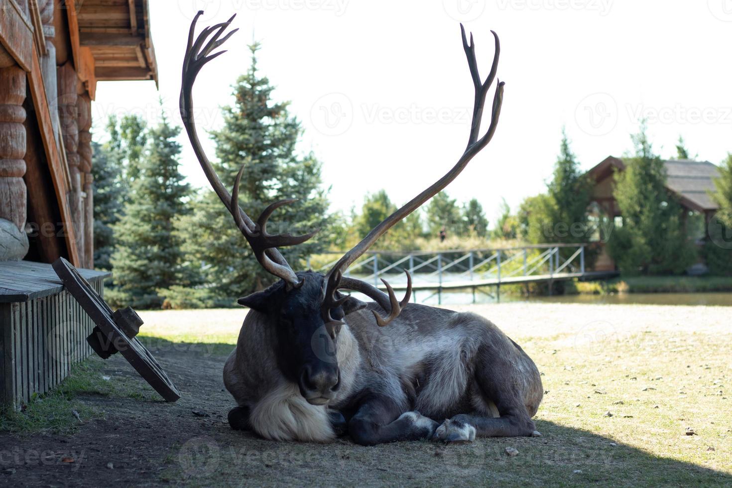 Reindeer with large antlers lies on the ground and looks photo