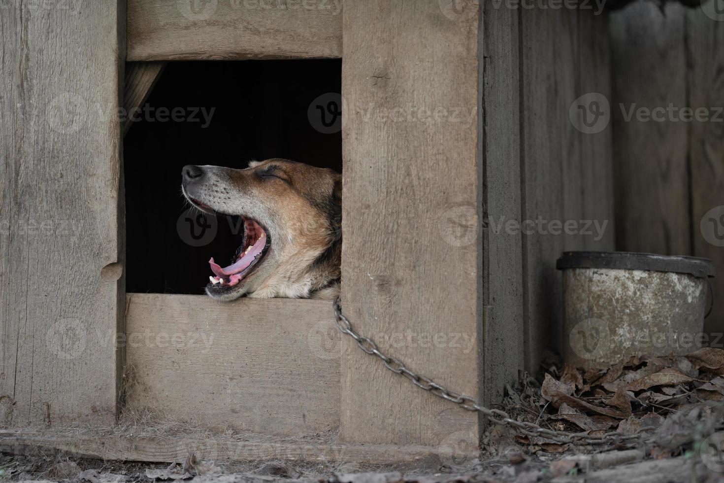 A lonely and sad guard dog on a chain near a dog house outdoors. photo