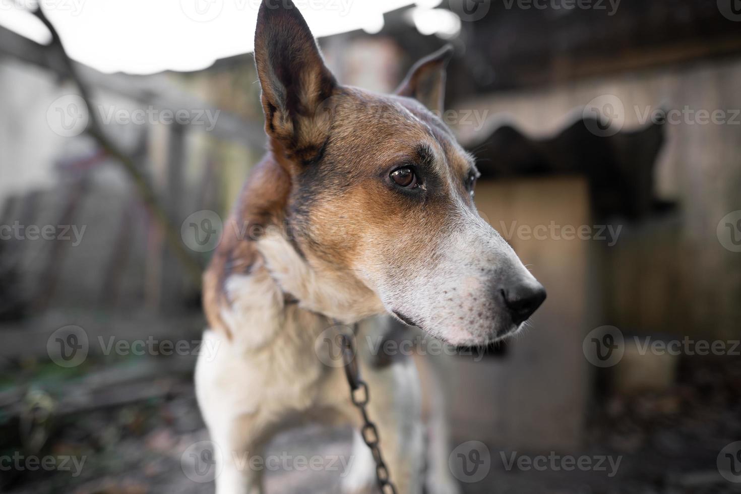 A lonely and sad guard dog on a chain near a dog house outdoors. photo