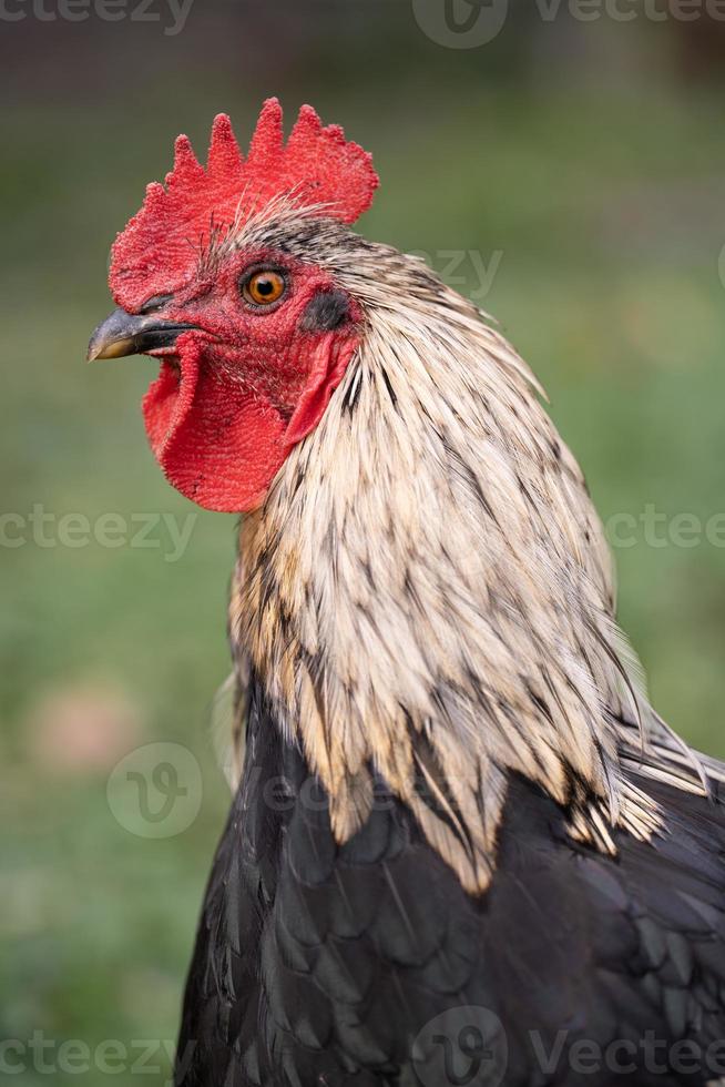 beautiful chickens and roosters outdoors in the yard. photo