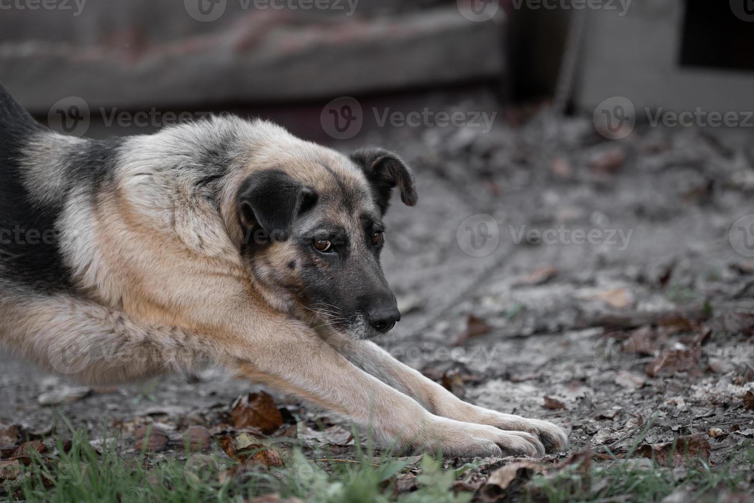 A lonely and sad guard dog on a chain near a dog house outdoors. photo