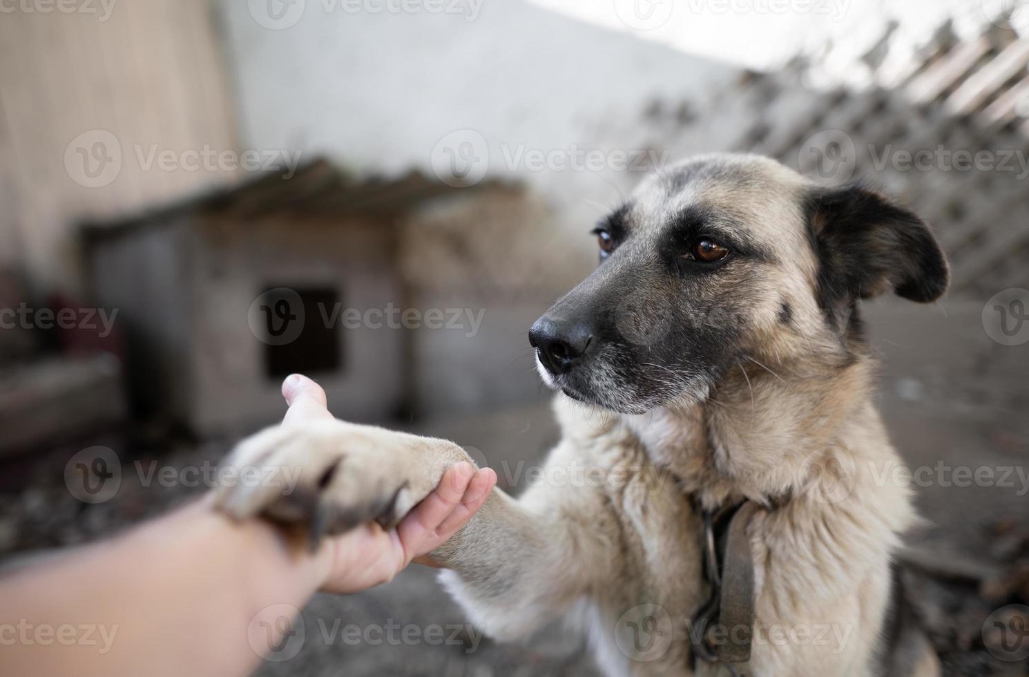 un solitario y triste Guardia perro en un cadena cerca un perro casa al aire libre. foto