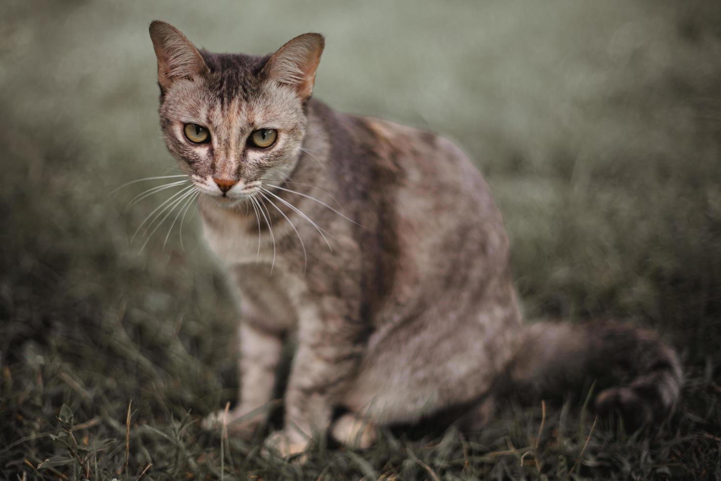 Cute predator among jungles. Beautiful cat with Yellow eyes in green leaves in the garden photo