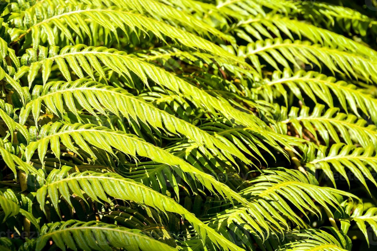 Green leaves in the forest photo