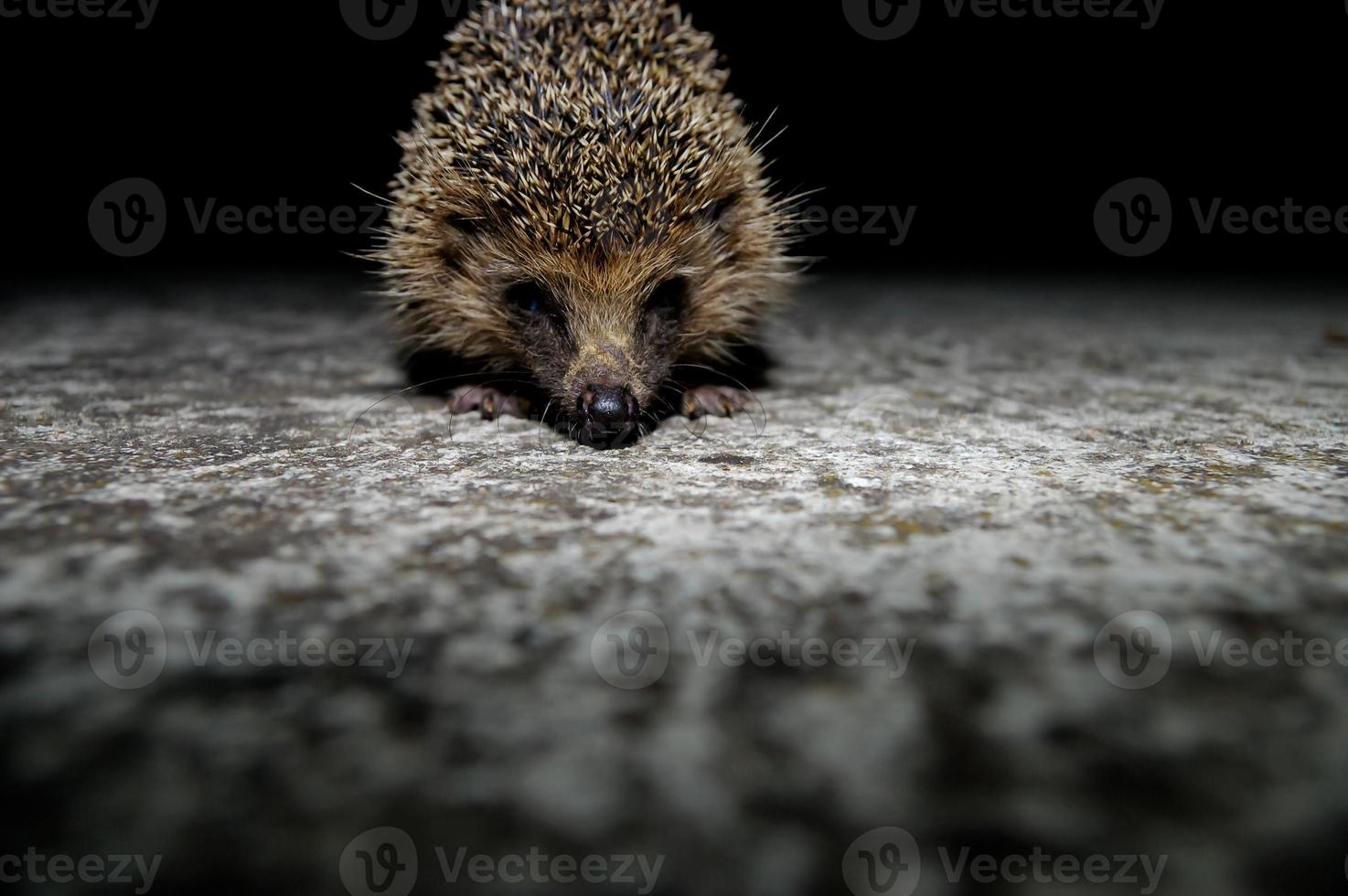 Hedgehog close up photo