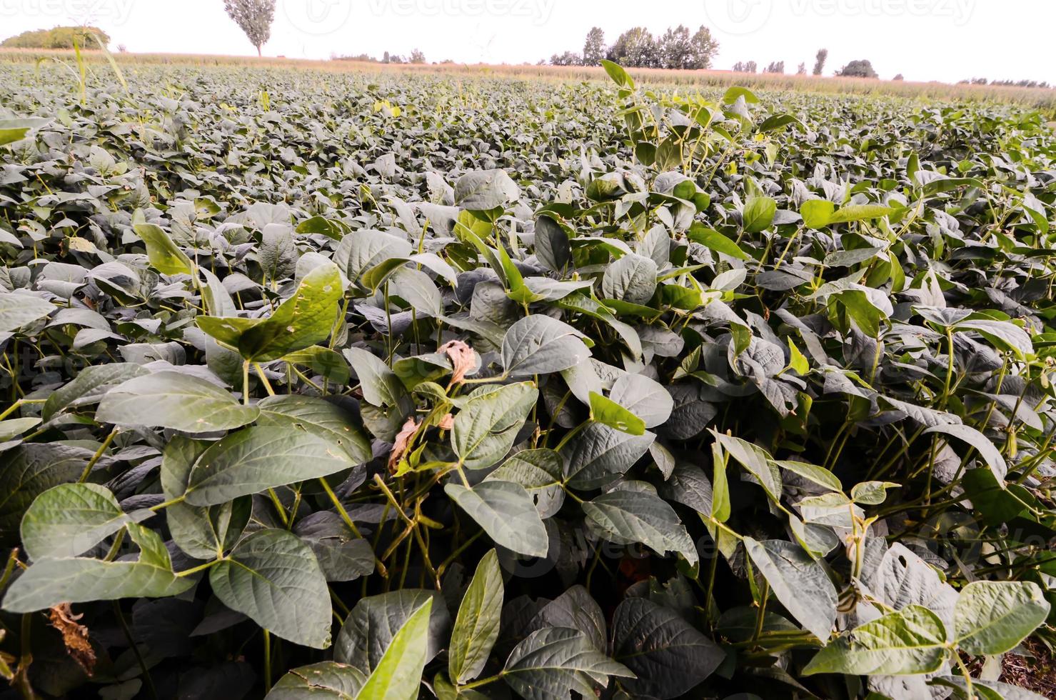 agrícola campo en un granja foto