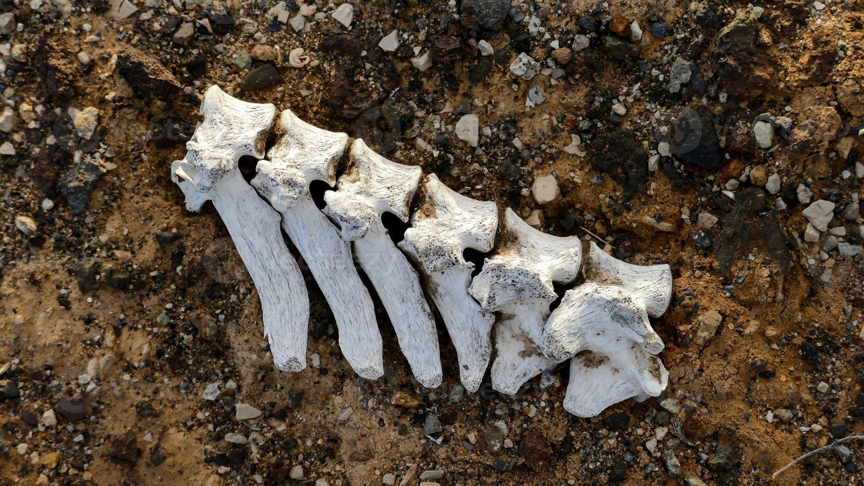 Bones in the sand photo