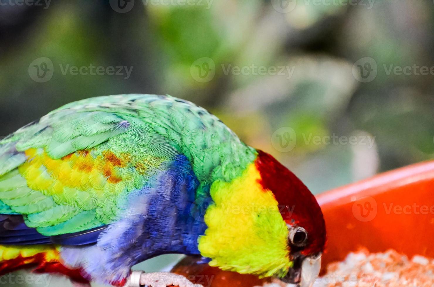 Colourful parrot in the zoo photo
