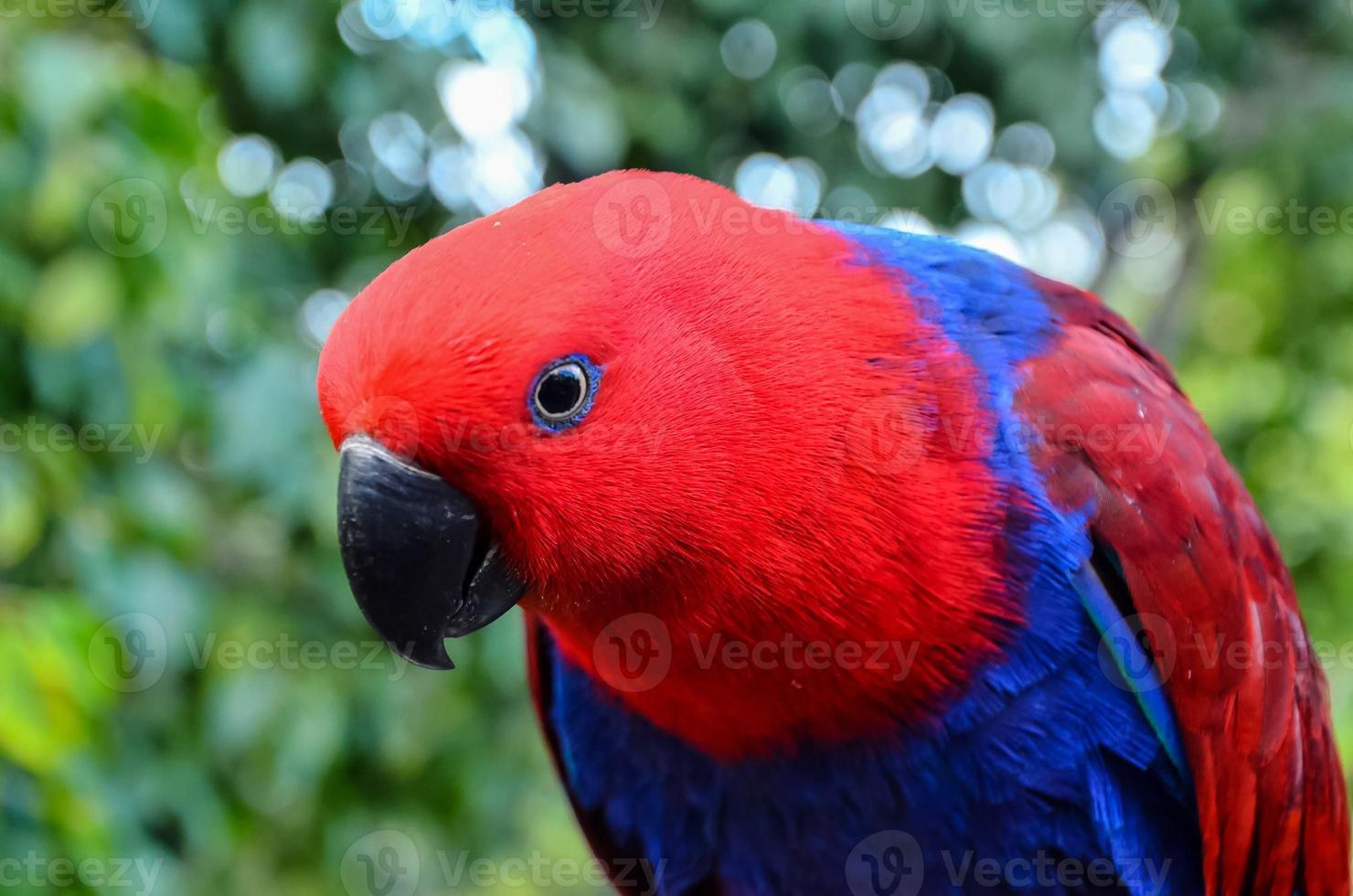 Red and blue parrot photo