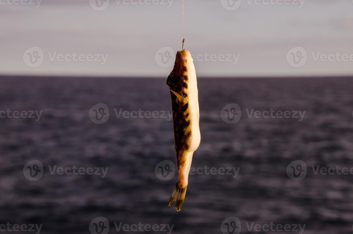 Fish on a hook photo