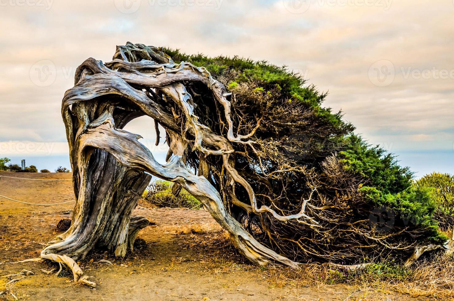 Windblown tree by the sea photo