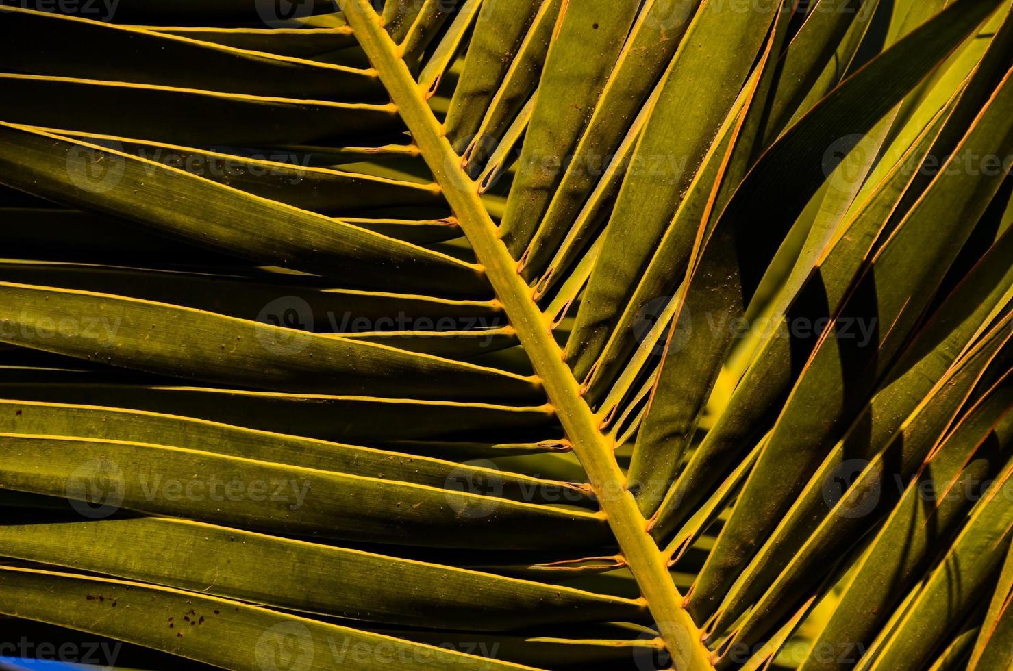 Palm leaf close up photo